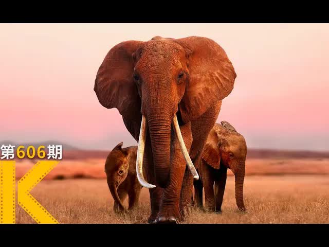 无数人打出满分的纪录片，笑着笑着就看哭了《大象女王》看电影了没